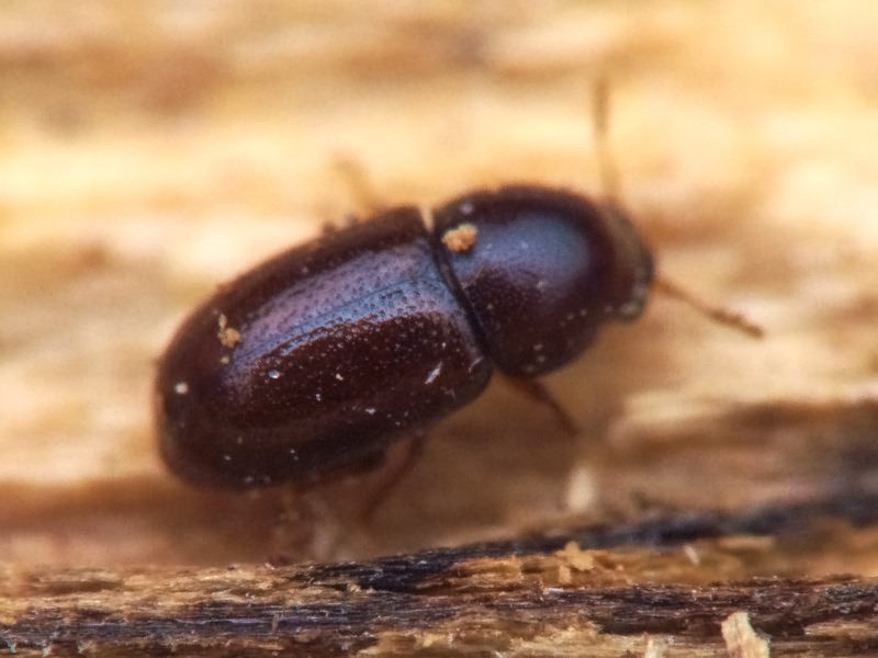 Cis jacquemartii Mellie, 1848